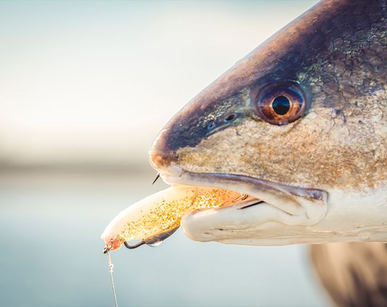 Z-Man Mulletron 10 cm